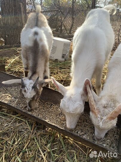 Козалята пародестые