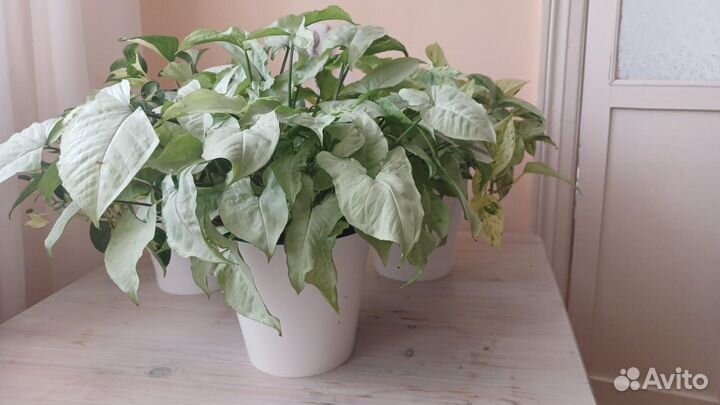 Сциндапсус, эпипремнум, сингониум