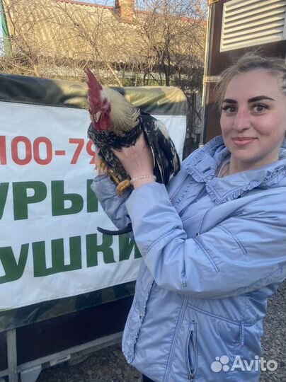 Разные петухи)