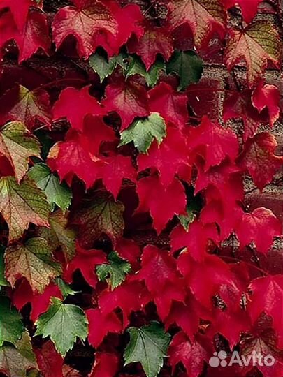 Декоративный виноград 2 сорта