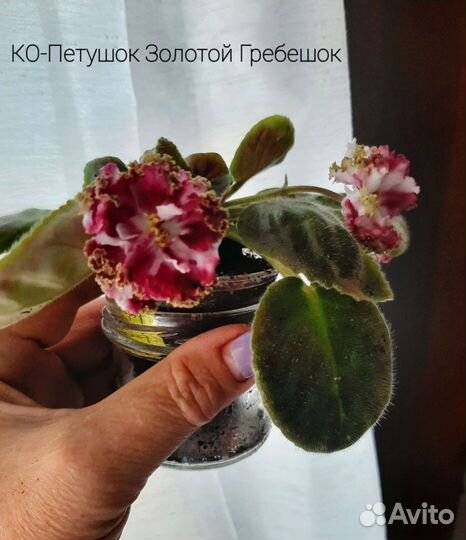 Фиалки сортовые-черенки и детки