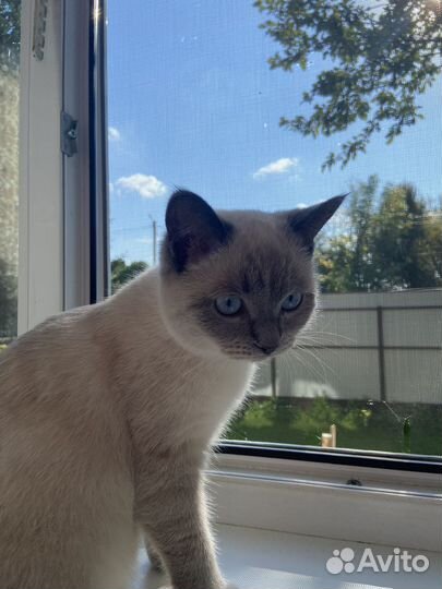 Британские котята