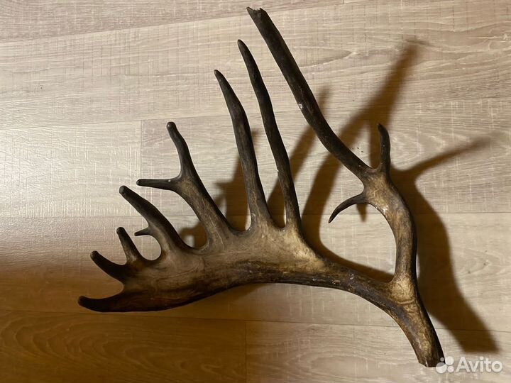 Продам рога марала