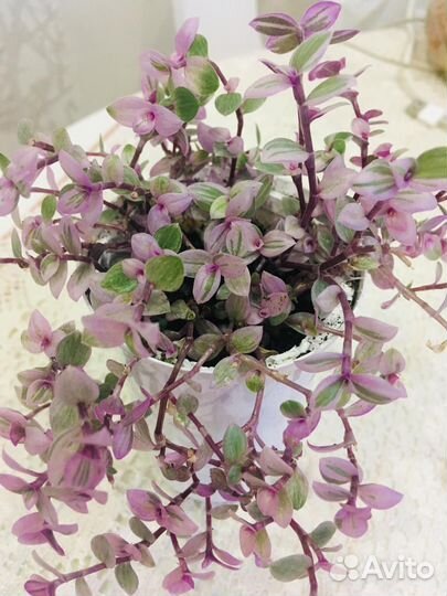 Комнатные растения