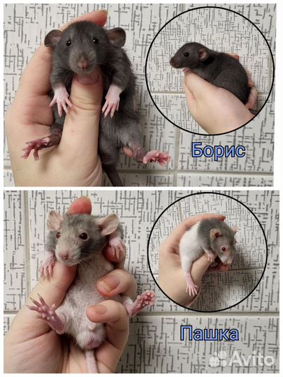Крысята разные