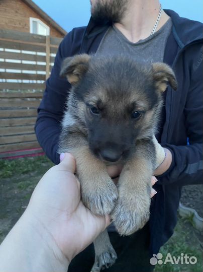 Отдадим щенков