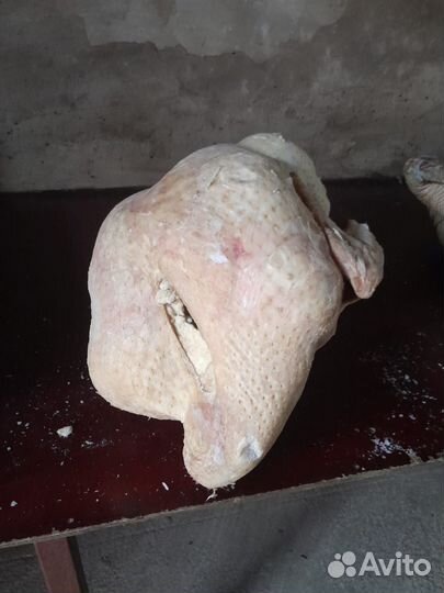 Мясо индейки