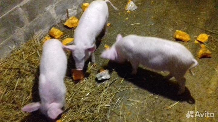 Поросята