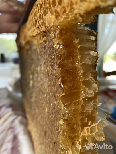 Мед, пыльца, соты, забрус