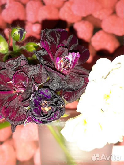 Plum desert. Uiato ringu пеларгонии