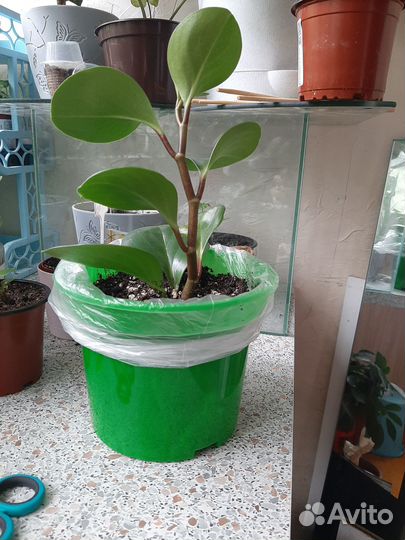 Пеперомия туполистная