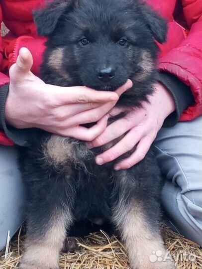 Немецкая овчарка