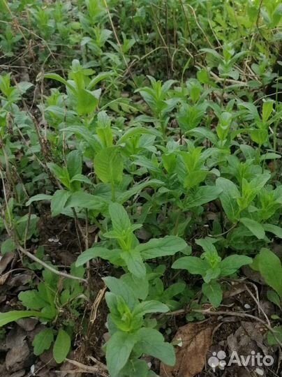 Мята перечная