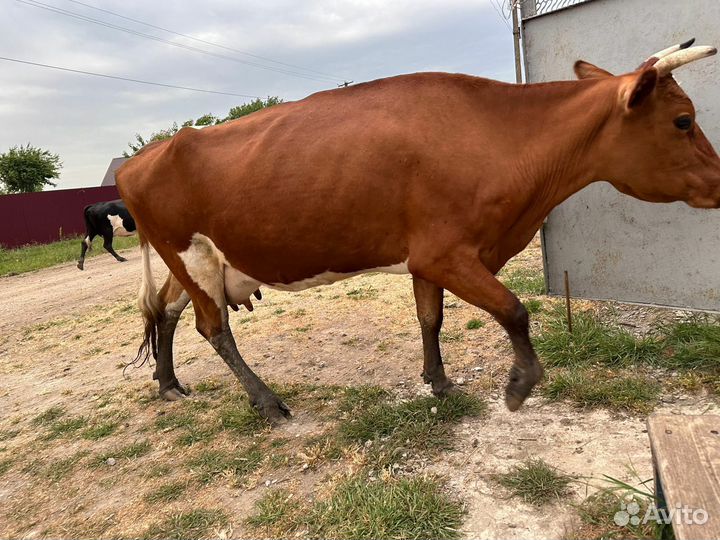 Корова дойная
