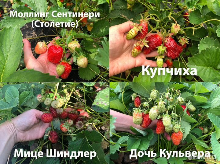 Клубника саженцы 70 р