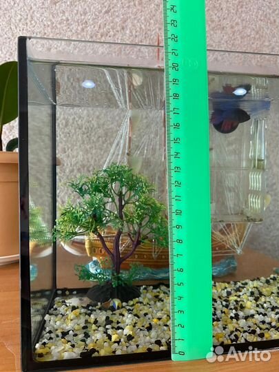 Аквариум с рыбками