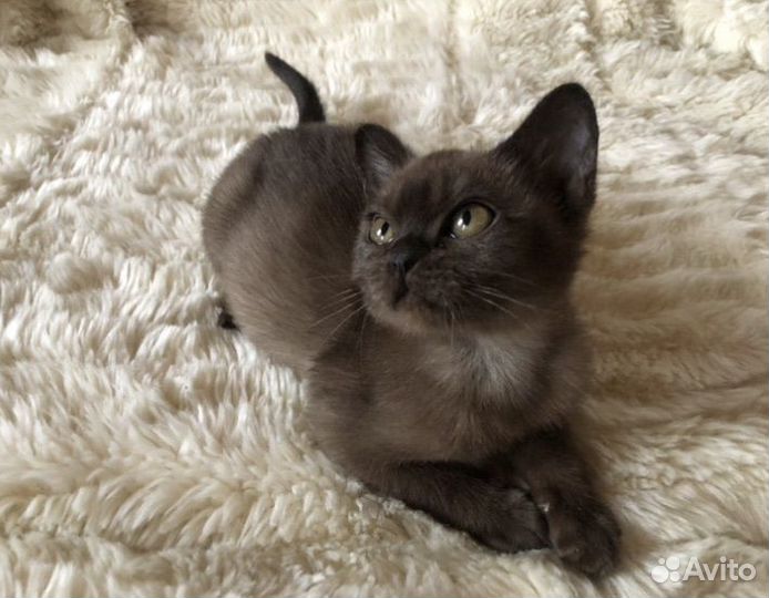 Бурманские котята
