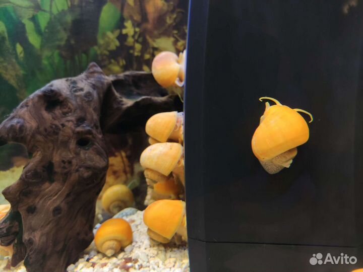 Улитки ампулярии желтые