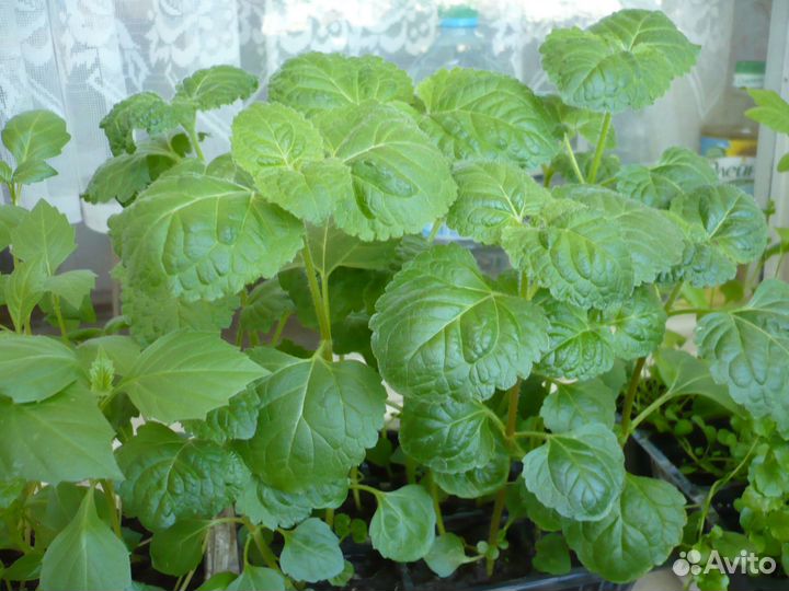 Рассада агератума голубого