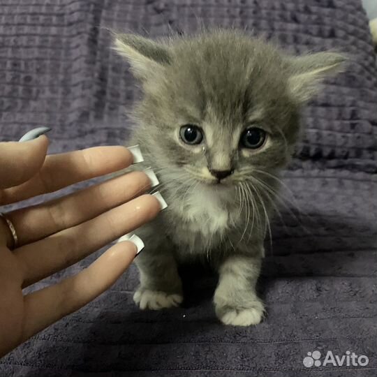 Котята в добрые руки бесплатно