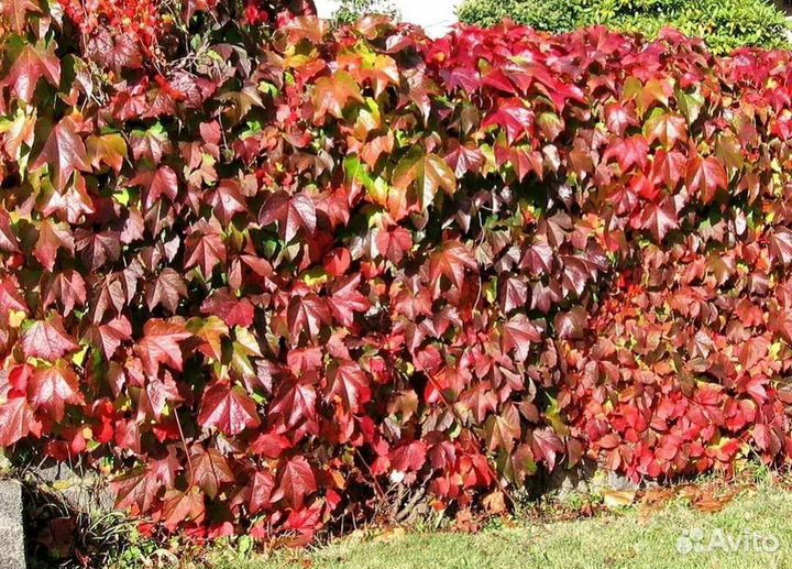 Саженцы девичий виноград