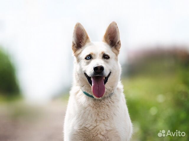 Собаки из приюта