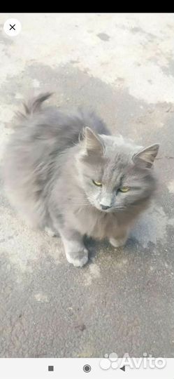 Кот