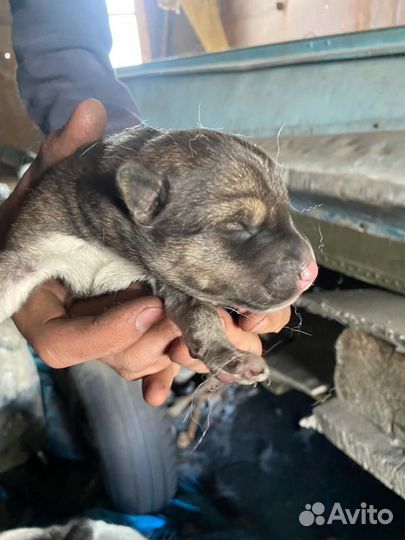 Щенок в добрые руки бесплатно