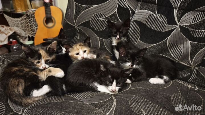 Котята в добрые руки 1 месяц