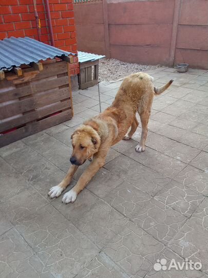 Отдам собаку Алабай в добрые руки