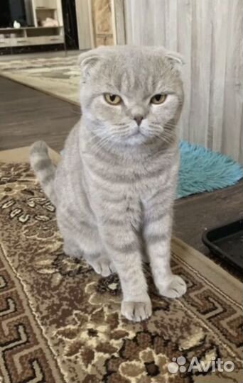 Британские котята