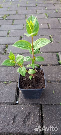 Гортензия Сандей Фрайз (бронь до 14.05)