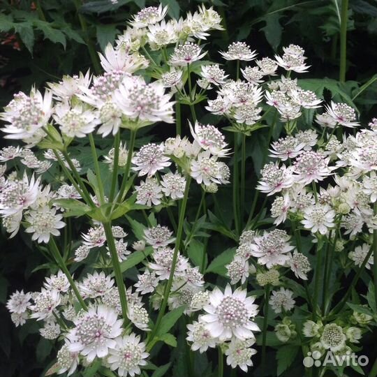 Многолетние растения для сада