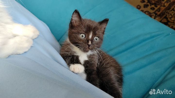Отдам кота в добрые руки