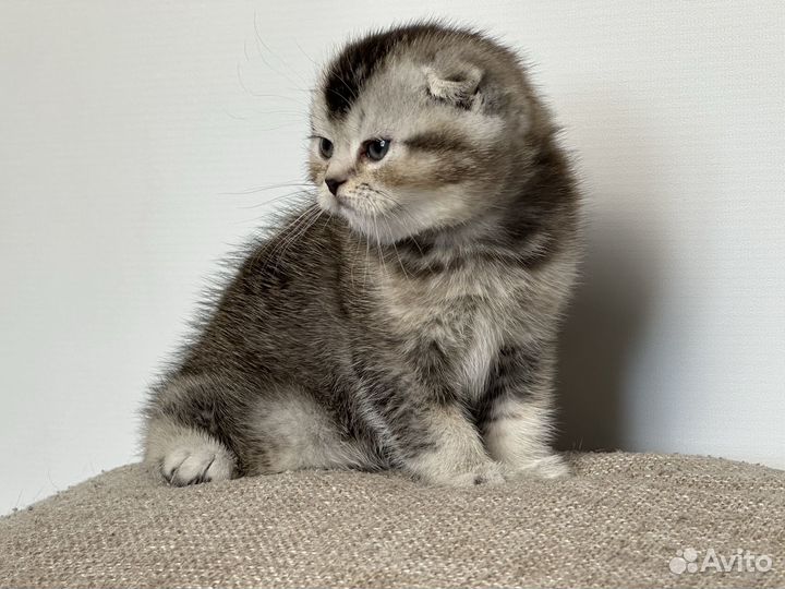Шотландский вислоухий котёнок