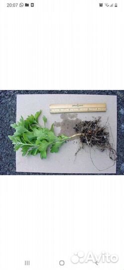 Хризантема корейская