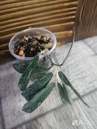 Хойя, дисхидия