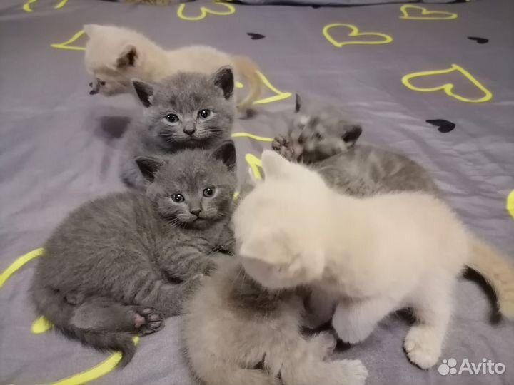 Британские котята