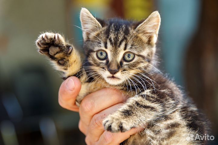 Котята в добрые руки