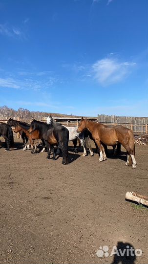 Продам табуны лошадей