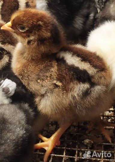 Цыплята