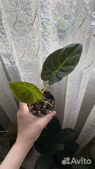 Комнатные цветы