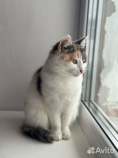 Трехцветная Кошка в добрые руки