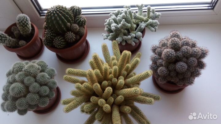 Кактусы коллекция