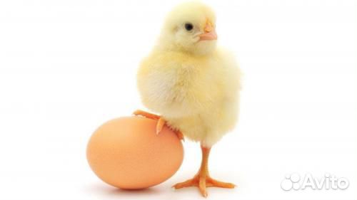 Инкубационное яйцо еженедельно, живая птица