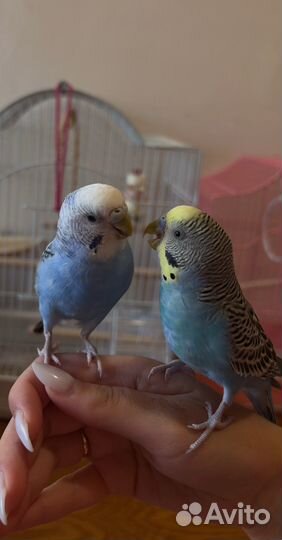 Попугай самка