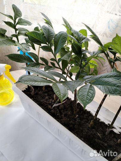 Аморфофаллус, детки