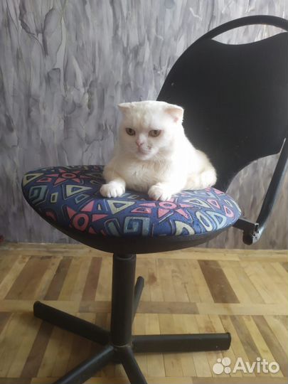 Вязка кот шотландский