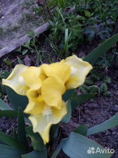 Ирисы карликовые, хризантемы