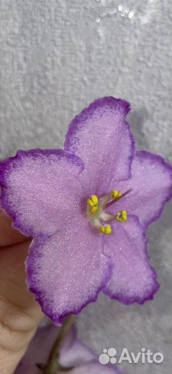 Фиалка бархатная
